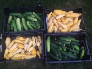 Bushels of squash