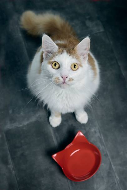 cat with empty bowl