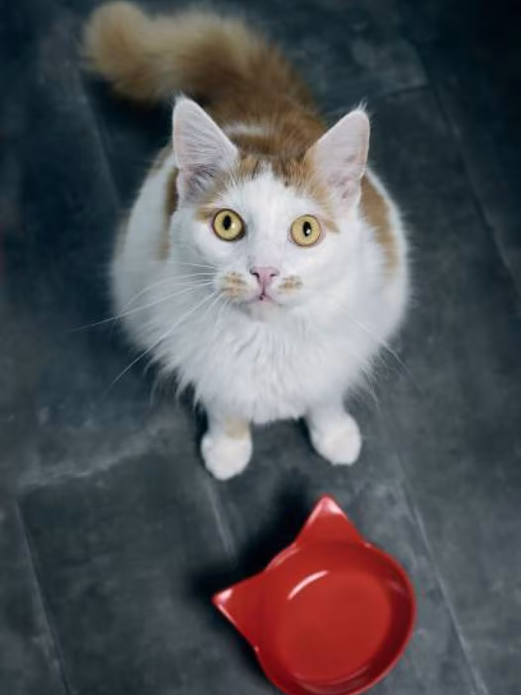 A cat sitting beside an empty food bowl