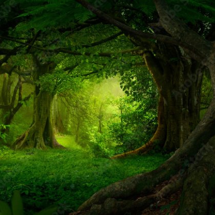 forest