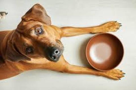 dog with empty bowl