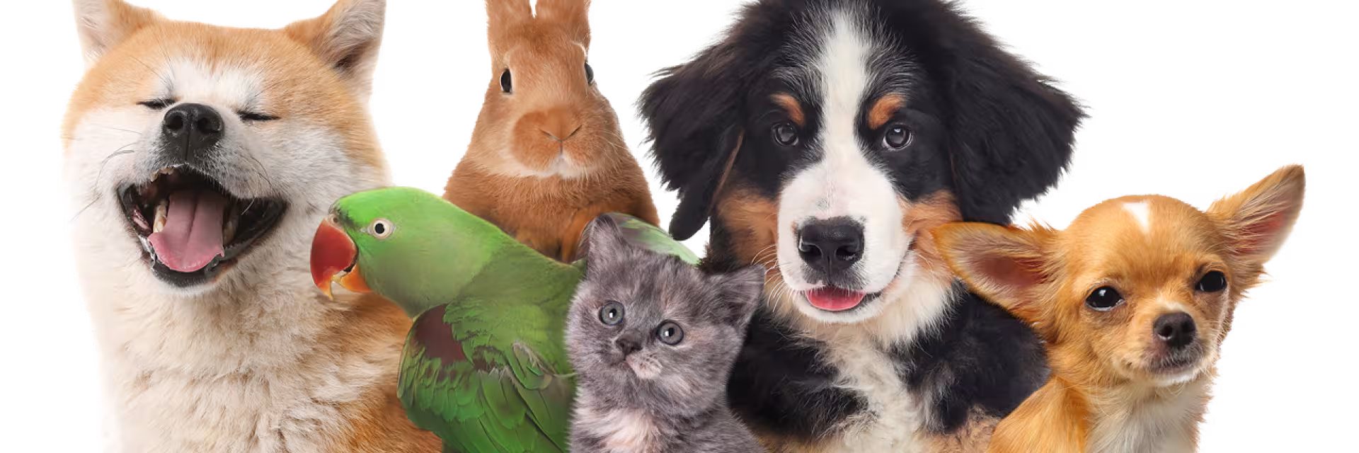 Pets!